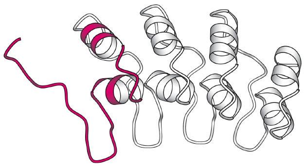 Hörsel Mekanosensoriska kanaler med ankyrin repeats? Jonkanalerna i människans hörsel har inte identifierats, men mekanosensoriska jonkanaler, NompC, har hittats hos Drosophila.