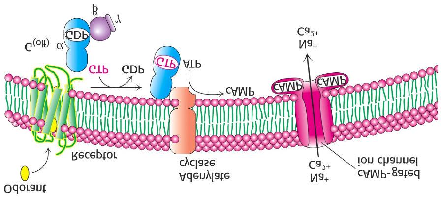 LUKT The olfactory signal-transduction cascade 7TM-receptor OR G (olf) -protein camp jonkanal Ca 2+ in