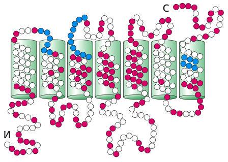 Odorant receptors, OR en stor familj av 7TM receptorer 30-60% identitet mellan OR 20% identitet med betaadrenerga receptorn En nervcell uttrycker bara en receptor-gen 1000
