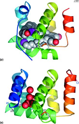 Chemosensory proteins (CSP) in insects Insekters antenner innehåller mycket känsliga luktsensorer Antennerna har hög konc (~10 mm) av små (10 20 kda) lösliga proteiner som kallas Feromon-bindande