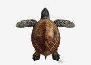 PALAEOENVIRONMENTS, PALAEOECOLOGY AND PALAEOBIOGEOGRAPHY Fifth consumers Apex predators Quaternary consumers Nektonic vertebrates Tertiary consumers