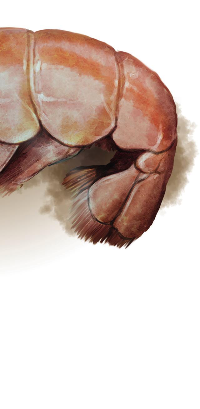 av grävande spökräkor (Calianassa och Protocallianassa) (Einarsson et al., 2016).
