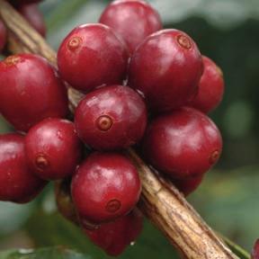 Kaffe INNEHÅLLER FLER SMAKAROMER ÄN VIN Kaffe innehåller fler smakaromer än vin och det borgar såklart för ett gigantiskt utbud av kaffe på världsmarknaden.