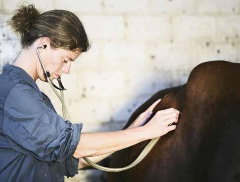 VETERINÄRUTBILDNING Tillgång på utbildade 17 1 på utbildade 8 Tillgång på utbildade 7 17 1 8 6 6 4 4 Svårare att rekrytera veterinärer och majoriteten uppger att de har ökade anställningsbehov på tre