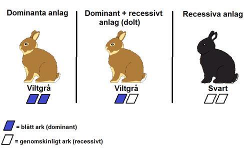 Dominanta och recessiva anlag (alleler) Vissa anlag är starkare dvs de syns hos