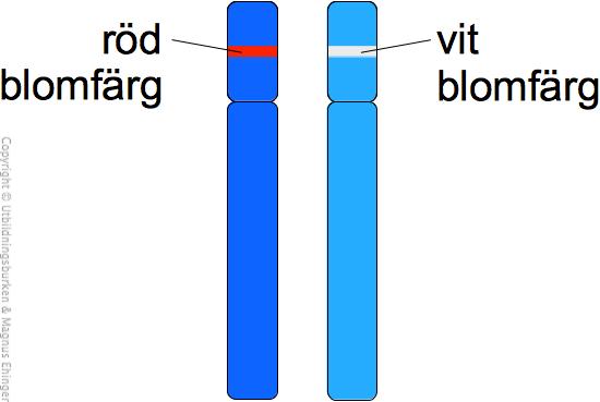 Homozygot genuppsättning - samma anlag (allel)