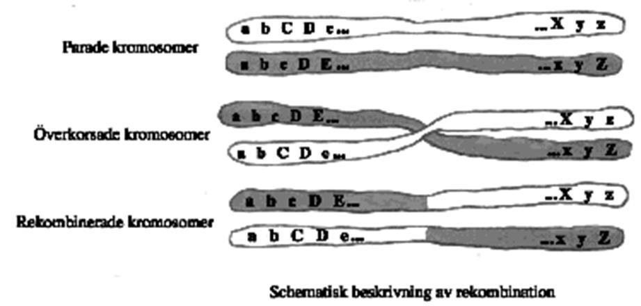 Meiosen skapar genetisk variation 2 2. Överkorsning.