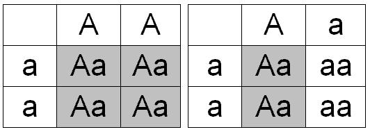 Korsningsschema visar
