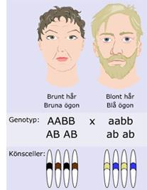 Arv av två olika egenskaper. Generna sitter på olika kromosomer.