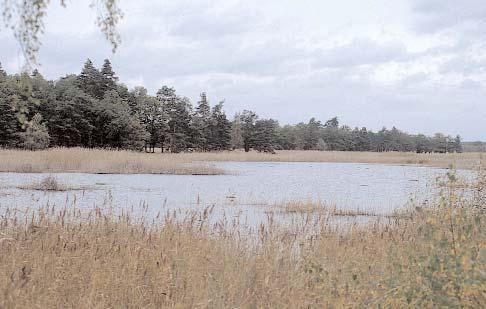 Kvävehalterna har ökat under år Utvecklingen av kväve- och fosforhalter i läns kustvatten -* Syrsan De grunda vikarna i sund har ofta dålig vattenomsättning och visar tydliga tecken på övergödning i
