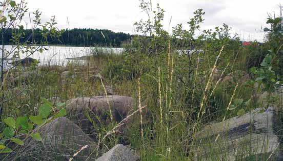 22 Vassen har minskat och buskar och träd ökat vid stränderna Figur 3. Småträden har ökat med 9 procent på tio år på de lägst liggande stränderna närmast vattnet.