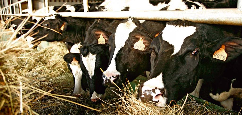 Målsättningen är enkel: producera så mycket mjölk eller kött som möjligt utifrån grundfodret.