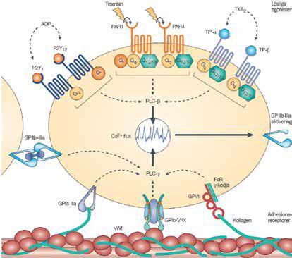 Fibrinogenreceptor Aggregation Receptorer på