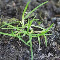 gräsogräs Bekämpning mot både groende som nyuppkomna ogräs En resistensbrytare Select Plus- Nyhet