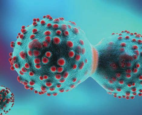 notiser Nyupptäckt cellskelett gynnar cancerutveckling Forskare vid Lunds universitet har upptäckt ett cellskelett som ger struktur åt mitokondrierna, cellens energifabriker.