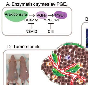 neuroblastom Figur 1. Effekten av PGE 2 -hämning på tumörmikromiljön. (A) PGE 2 bildas från arakidonsyra i en enzymatisk tvåstegsreaktion.