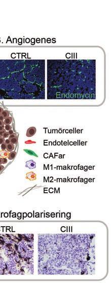 (B) Hämning av PGE 2 med CIII i musmodeller av neuroblastom leder till minskad kärlbildning, angiogenes.