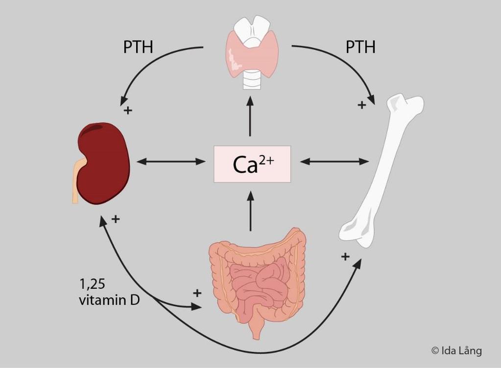 Kalciumbalansen Bisköldkörtlar Ben Njure