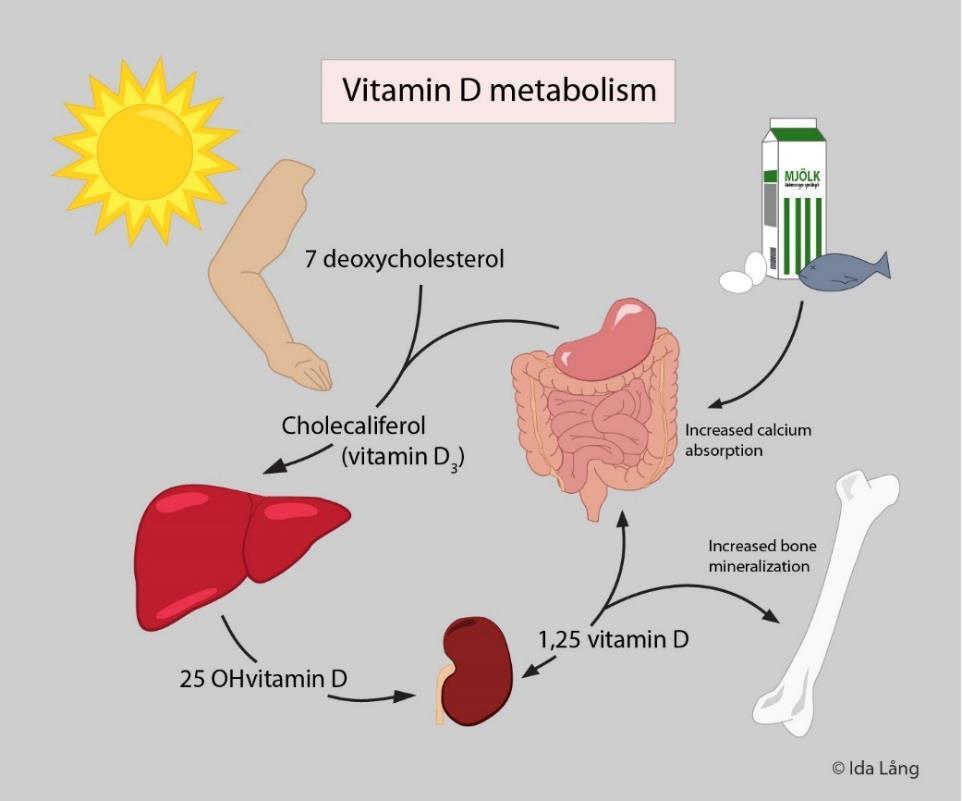Vitamin D Från föda och sol Omvandlas i lever och njure Behövs för upptag