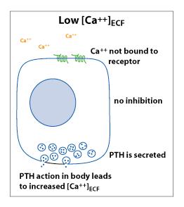 Calcium sensing