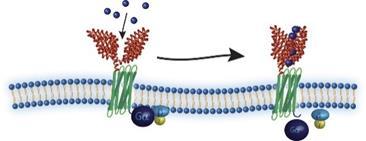 Kalcium-sensing receptorn CaSR något att