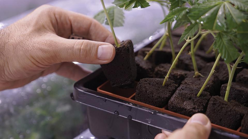exer Viridi Moderplantor Unikt erbjudande, äg dina egna plantor!