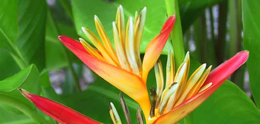 Club Eriks noga utvalda upplevelser Kryssning från Sydney till Söderhavet & Hawaii Australien - Nya Zeeland - Franska Polynesien - Hawaii - Los Angeles På världens största hav korsar kryssningen både