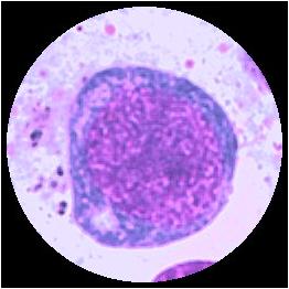 Hemocytoblast Proerythroblast Basofil erythroblast ojämn