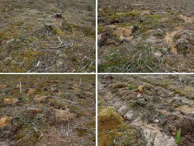 enskilda försök på platser som Stadra (Nora), Fågelfors och Norunda (Uppsala) för att undersöka konsekvenserna på koldioxidbalansen de första åren efter stubbskörd.