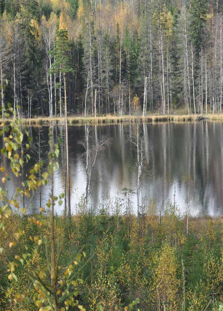 Skogslandskap i mellersta Finland nära Haukilahti, där en stor del av de finska stubbstudierna i det här kapitlet har gjorts.