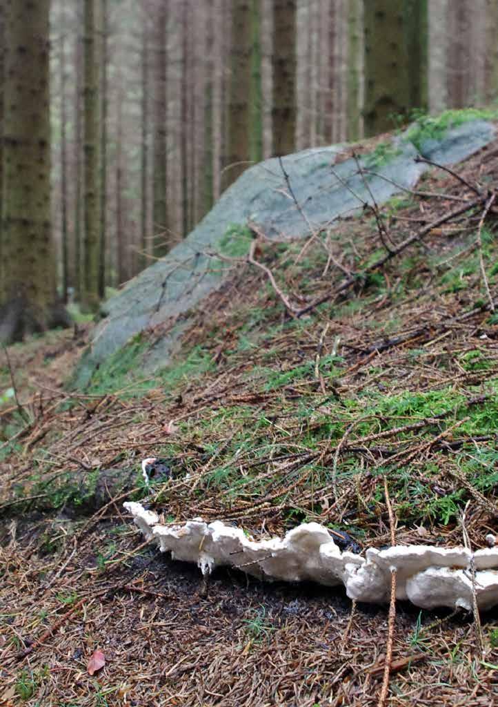 Rotröta orsakas av skadesvampen rotticka (den vita svampen på bilden), som kan orsaka stora ekonomiska förluster.