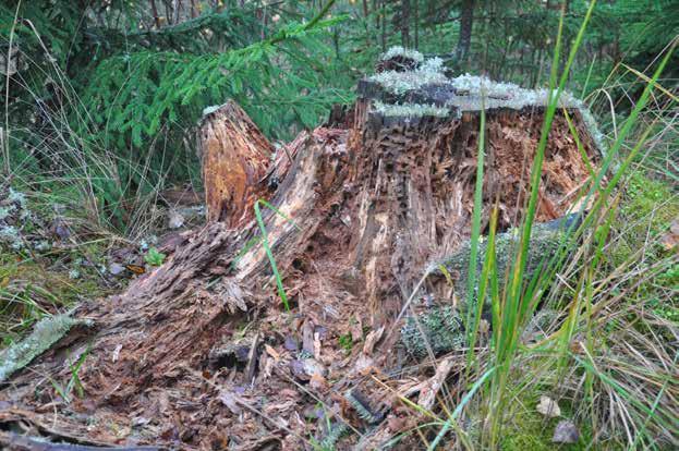 50 40 30 20 10 0 Tusental rovkvalster per m 2 5 år 10 år 20 år Ved Bark Periferi Mark den får bitmärken av det stubbgynnade pansarkvalstret Carabodes marginatus och andra Carabodes-arter.