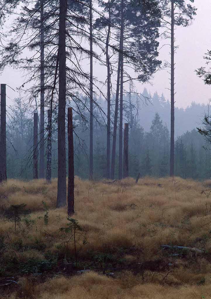 Det går att kompensera för biobränsleuttag genom att ställa fler högstubbar Thomas Ranius (SLU, Uppsala) och Jörgen Rudolphi (SLU, Umeå) Genom att ställa högstubbar kan man kompensera för de