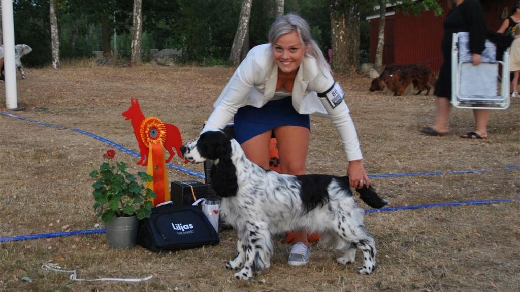 NYBRO BK:S SOMMARKVÄLLSUTSTÄLLNING,inofficiell 2018-07-12 151 anmälda hundar BIS-Domare: Gertrud Hagström Best in Show & Bästa Stötande-, Apporterande Hundar Engelsk Springer Spaniel Bogaloo's Happy