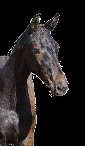 Performance Test Guideline THREE YEAR OLD STALLIONS complete a five-day test, with one day of rest, including veterinary inspection, conformation evaluation, free jumping and gaits under rider.