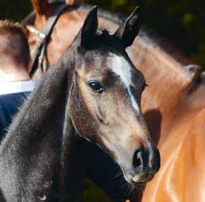 3-ÅRIGA HINGSTAR 1. Balousino sv Utl. nr. DE418180072414 Reg. nr 04-14-3088 Uppfödare: Vanessa Schockemöhle, Münsterlandstr. 53, Mühlen, Tyskland Ägare: Paul Schockemöhle Pferdehalt.