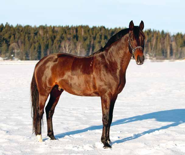 MYRSJÖ GÅRD STUTERI & SEMINSTATION 3-ÅRIGA HINGSTAR 5.