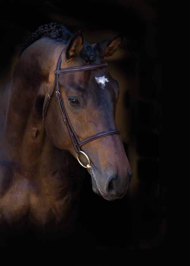 Hoppförärvare par excellence 3-ÅRIGA HINGSTAR Foto: Marielle Andersson Gueye Ledande fadershingst med 47% diplomhästar på 3-årstest Far till Breeders Trophyvinnarna 2016: Yes I Can (SWB) och Mama Mia