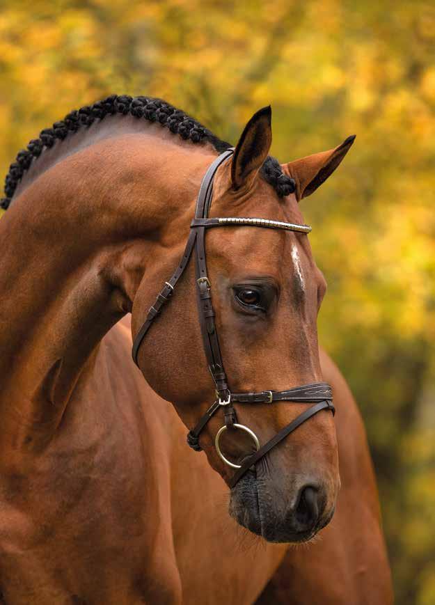 4-ÅRIGA HINGSTAR Lill Cotte Hästak HOOKS.SE 18. Aideean (SWB) br Uppfödare: Virpi Larsson, Snatraby 133, Karlholmsbruk Ägare: Bengt Nilsson, Marietorpsvägen 14, 298 33 Tollarp Reg.
