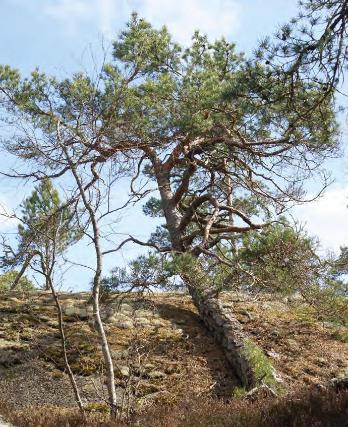 Skogslandskapet är kuperat och varierat med stor andel berg i dagen. Raviner och rasbranter övergår i blandskogsbeklädda bergsluttningar och barrskogsklädda höjdplatåer.