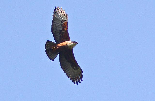 20. Brahminy Kite Haliastur indus intermedius (Braminglada) 5 ex Way Kambas River 14/8. 21.