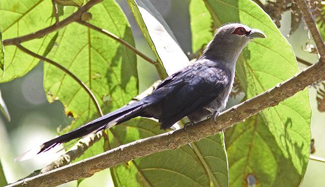 Green-billed Malkoha, Tapan Road, Kerinci Sebalata NP. Foto: Magnus Westerlind 64.