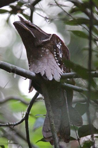 Large Frogmouth, Way Kambas NP. Foto: Magnus Westerlind 80. Salvadori s Nightjar Caprimulgus pulchellus pulchellus 1 spelande Kerinci Sebalat NP 16/8 och 1 spelande 18/8.