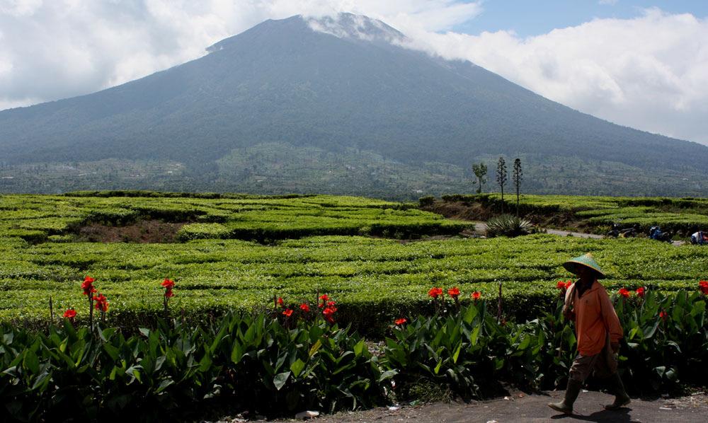 Mt Kerinci. Teodlingar i förgrunden. Foto: Göran Pettersson Salvadori s Pehasant. Oskyggga fåglar men visste precis var de skulle stå för att vara svårsedda.