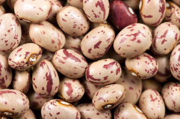 Fakulteten för landskapsarkitektur, trädgårdsoch växtproduktionsvetenskap Odling av baljväxter för humankonsumtion i Sverige En handbok som beskriver de biologiska och teknologiska förutsättningarna