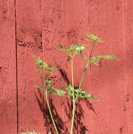 En del är förädlade växter och en del är främmande eller endemisa naturväxter. De traditionella växterna är härdiga, anpassade till våra växtförhållanden och deras plantor var lätta att odla.