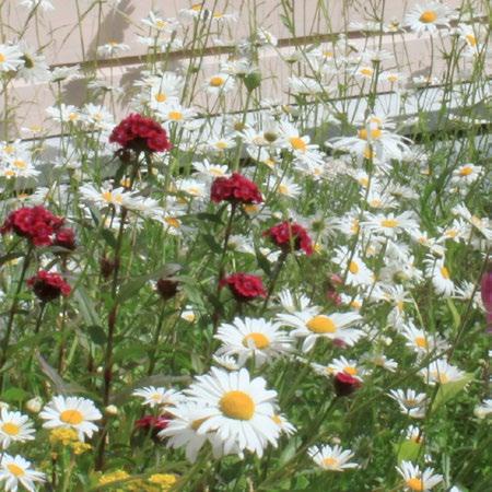 Anvisningar Särsilda bestämmelser 13, 14, 15 och 16 Man sa gynna små grönsasland och traditionella blomsterrabatter med gamla härdiga ulturväxter, traditionella växter och herrgårdsväxter.
