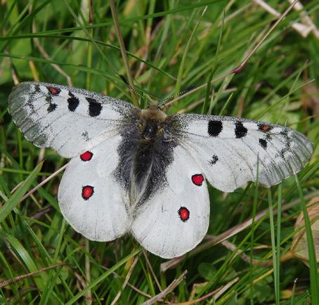 NATUR / BOTANIK Cykla på norra Gotland 25 29 juli På två hjul tar du dig till smultronställen på norra Gotland, upplever och lär om dess säregna natur och speciella historia.
