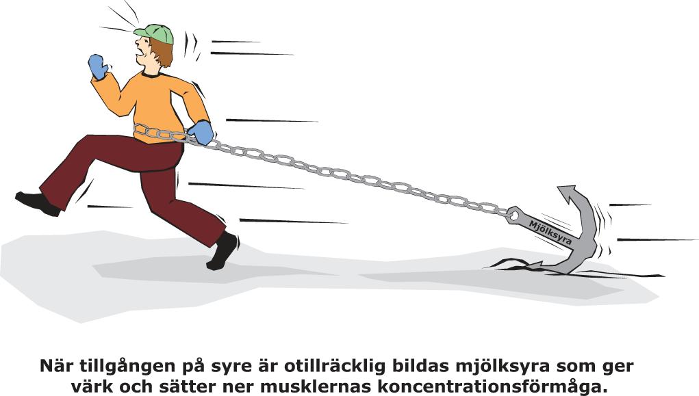 2014%04%21 Mjölksyra När.llgångenpåsyreäro.llräckligbildasmjölksyra (lactat)somgervärkochsäternermusklernas arbetsförmåga.