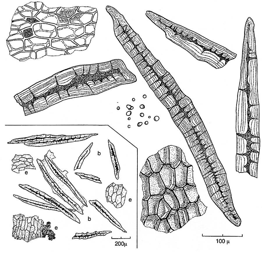 11. Kinabark, Cinchona cortex, Cinchona spp. a b c d a. Svagt röd-bruna parenkymceller och gråaktiga celler med kristallsand; vanliga och karakteristiska. b. Långa fibrer* och bitar av trasiga fibrer, svagt gulaktiga; väldigt vanliga och karakteristiska.